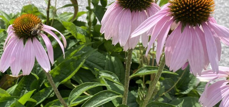  Ameriški slamnik (Echinacea purpurea, pallida, angustifolia L.)