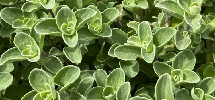 Majaron (Origanum maiorana L.) Majaron (Origanum maiorana L.)