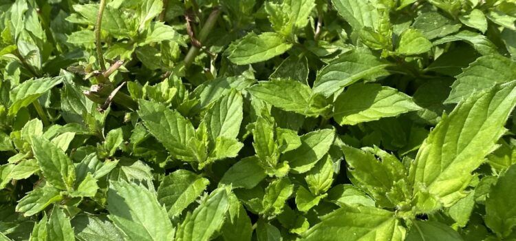 Peppermint