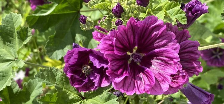  Slezenovec (Malva sylvestris  L.)