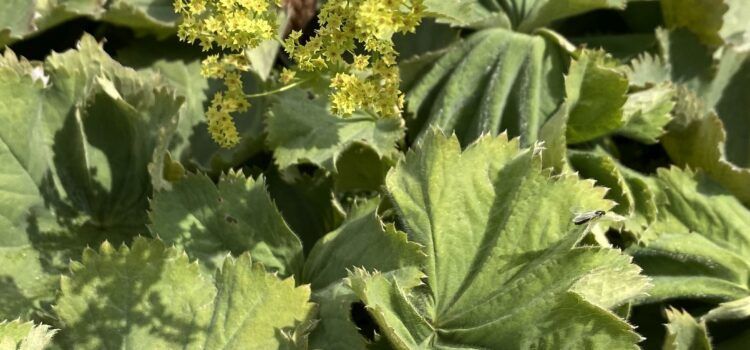 Lady’s Mantle