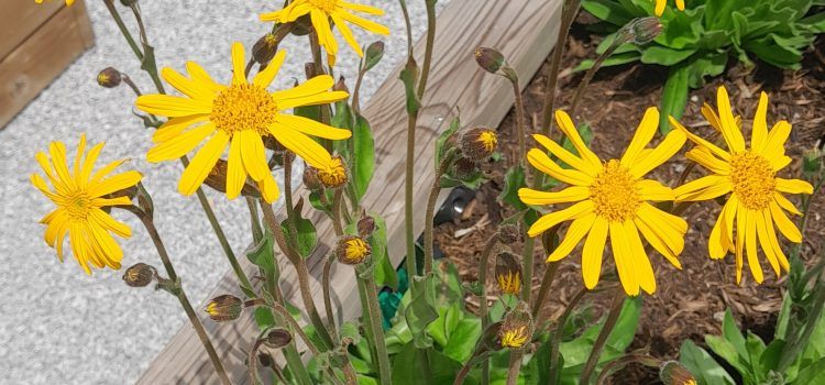  Arnika (Arnica montana L.)