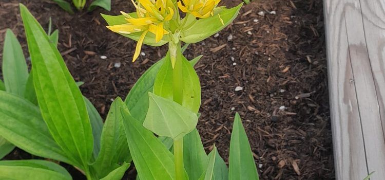 Rumeni svišč (Gentiana lutea L.) Rumeni svišč (Gentiana lutea L.)