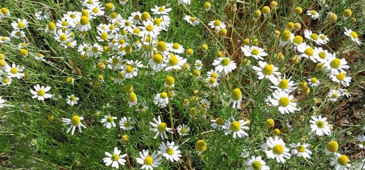 Kamilica (Matricaria chamomilla L.)